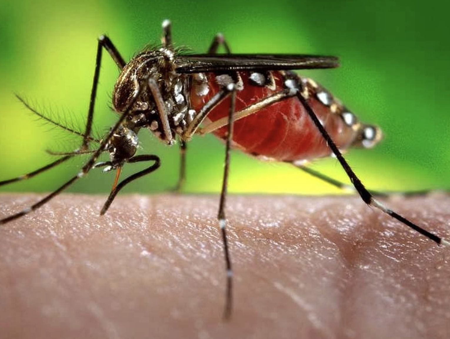 Mosquito Control Efforts Already Under Way